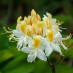 central florida best plants for indirect northern light