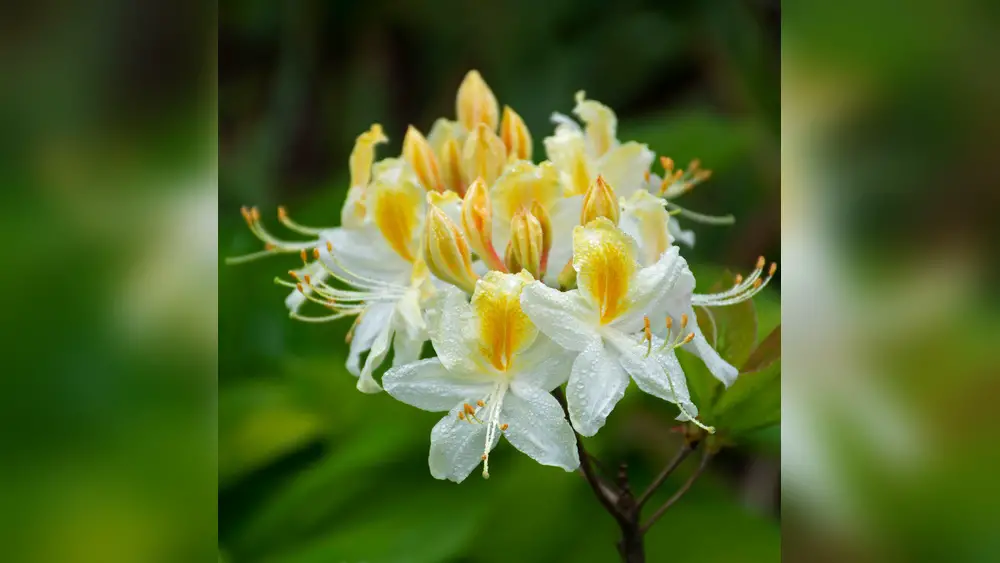 Central Florida Best Plants for Indirect Northern Light: Top Picks 1 central florida best plants for indirect northern light