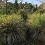 drought tolerant full sun plants for florida