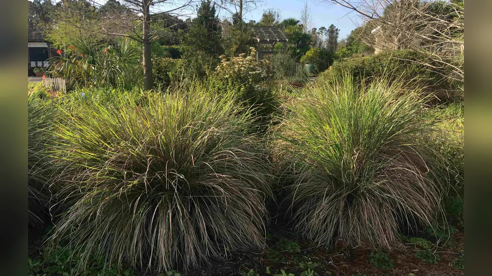 drought tolerant full sun plants for florida