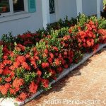 fast growing dwarf shrubs florida
