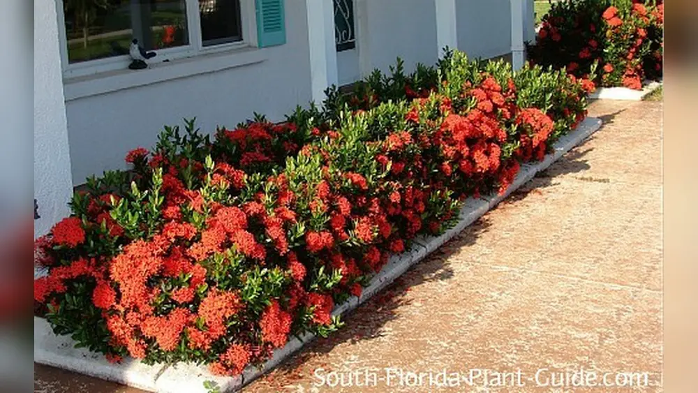fast growing dwarf shrubs florida top picks for quick growth