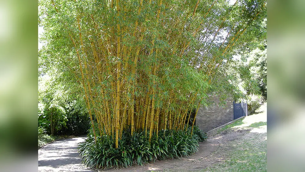 Florida Best Time of Year to Plant Bamboo: Ultimate Guide for Success 1 florida best time of year to plant bamboo