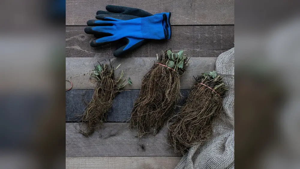 Florida Brilliance Strawberry Bare Root: Ultimate Guide to Growth Success 1 florida brilliance strawberry bare root