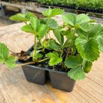 florida brilliance strawberry plants for sale