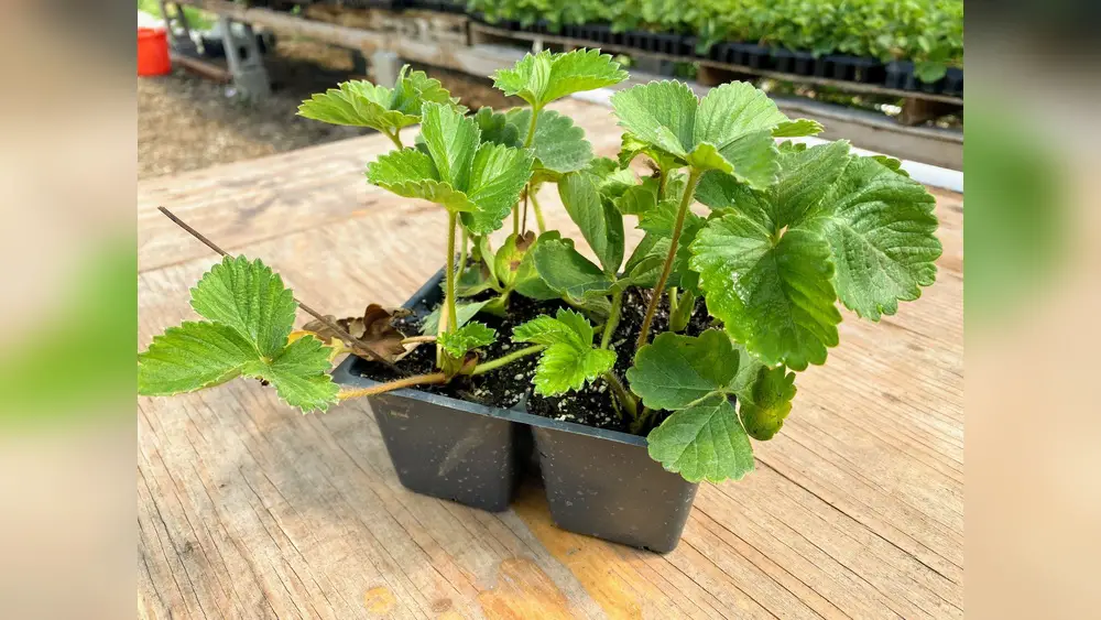 Florida Brilliance Strawberry Plants for Sale: Top Quality Picks 1 florida brilliance strawberry plants for sale