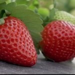 florida brilliance strawberry seeds for sale