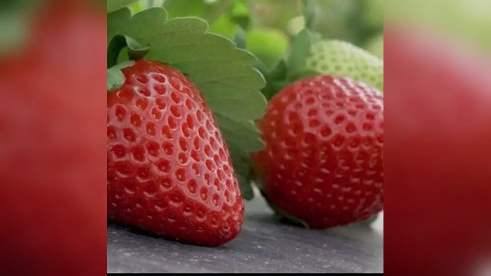 Florida Brilliance Strawberry Seeds for Sale: Premium Quality & High Yield 1 florida brilliance strawberry seeds for sale