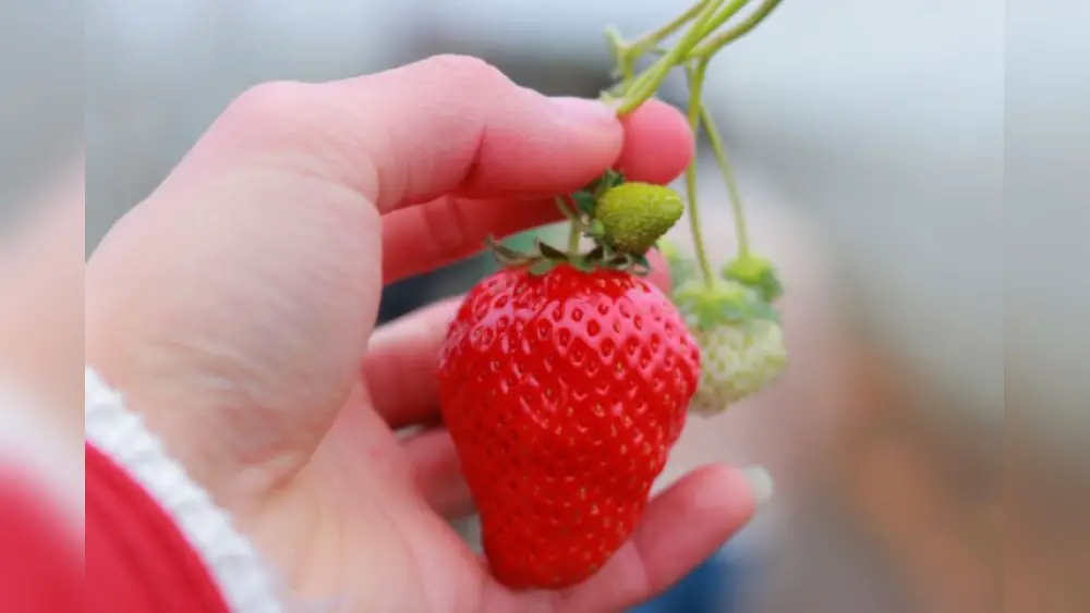 Florida Brilliance Strawberry Seeds Price: Best Deals & Tips 1 florida brilliance strawberry seeds price