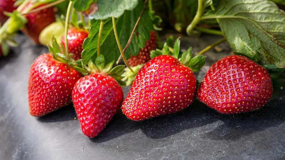 Florida Brilliance Strawberry Seeds USA: Ultimate Guide to Growing Success 1 florida brilliance strawberry seeds usa