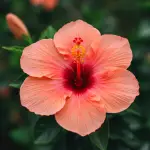 generate an eye catching high quality featured im 1759258083