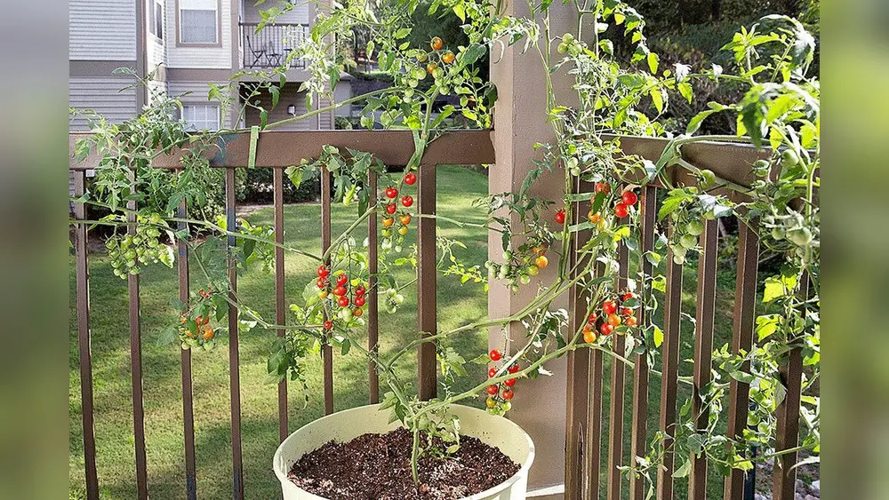 growing tomatoes in pots in