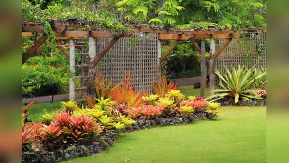low maintenance tropical plants florida