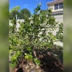 reddit best fruit trees to plant in florida