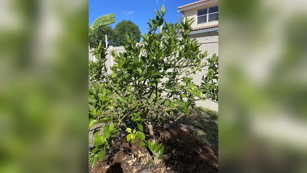 reddit best fruit trees to plant in florida