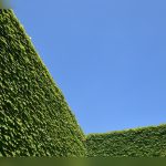 south florida best plants for fence line