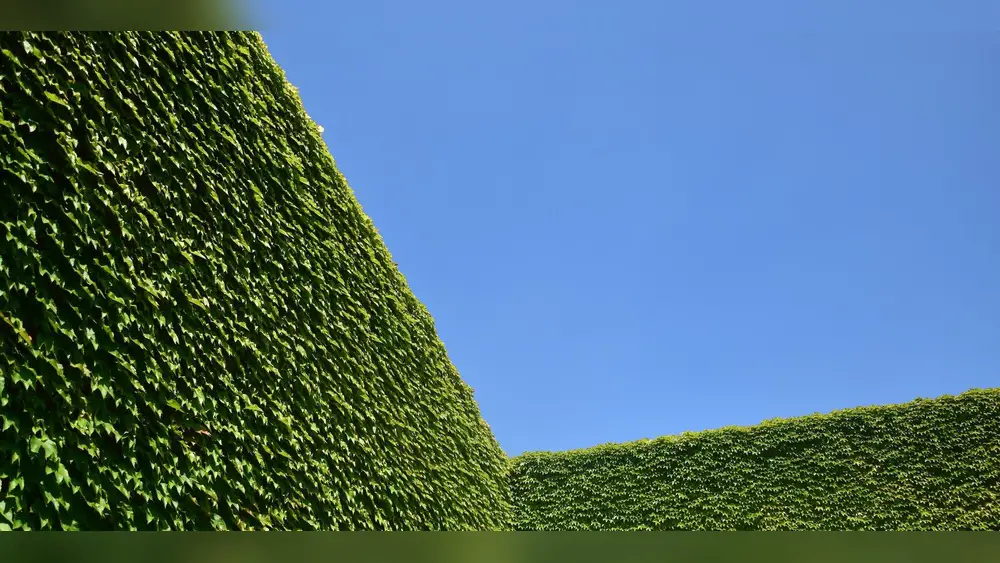 South Florida Best Plants for Fence Line: Top Picks for Privacy & Beauty 1 south florida best plants for fence line