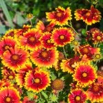 the best flowers plant in fall in florida