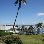 top 10 best plants for the florida keys