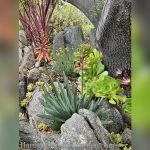 top 10 best plants for under oak trees florida