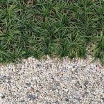 top 10 best plants for western exposure in south florida