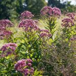 top 10 best plants for wet soil in florida