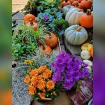 top 10 best plants for window boxes in florida