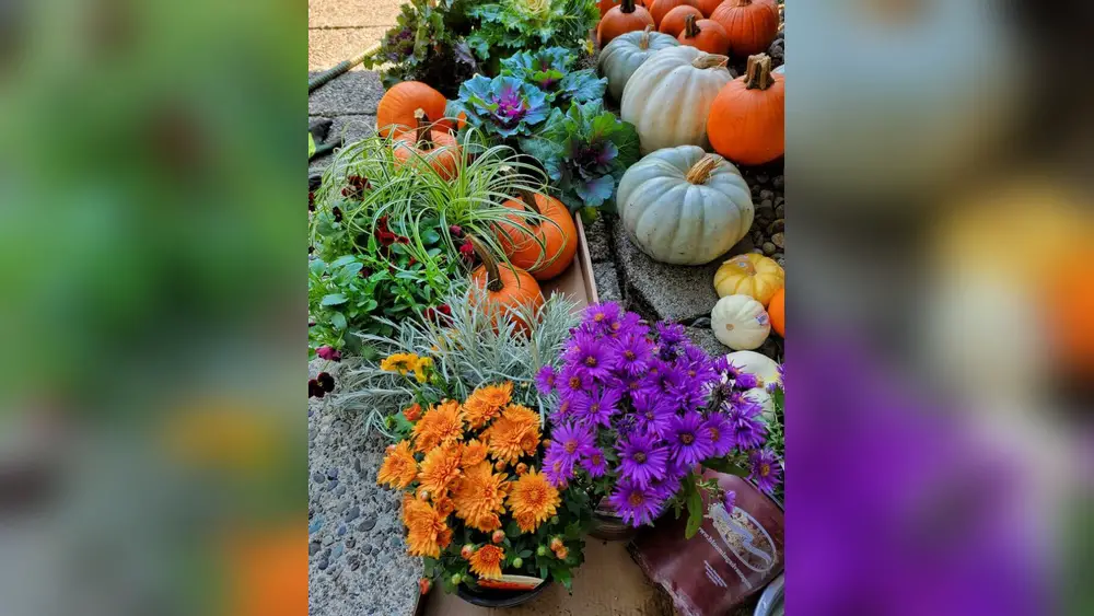 top 10 best plants for window boxes in florida