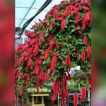 top 10 best plants for your shaded florida porch