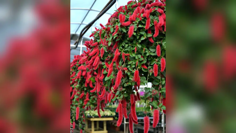 top 10 best plants for your shaded florida porch