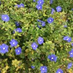 top 10 best plants for zone 9 florida