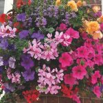 top 10 best plants hanging basket south florida