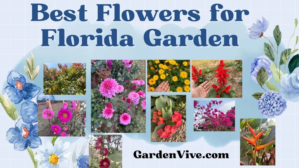 what helps plants grow the best in florida