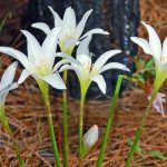 what plants do best in cnetral florida