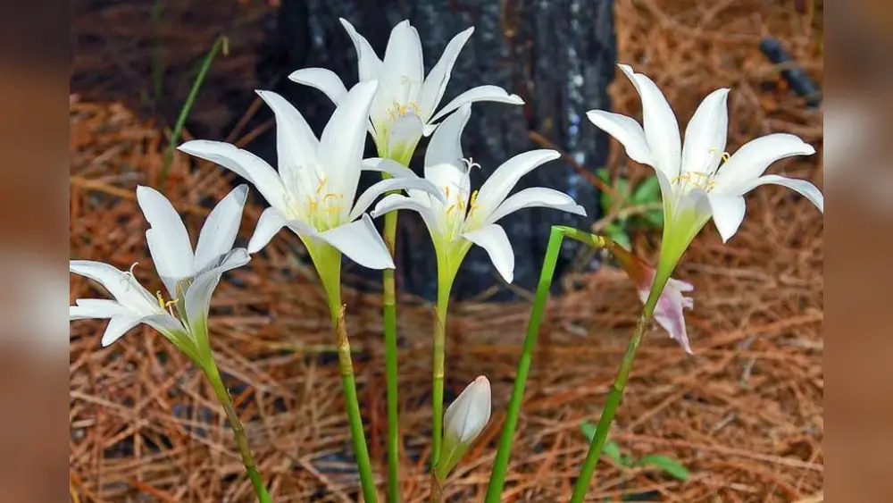 What Plants Do Best in Central Florida: Top Picks for Thriving Gardens 1 what plants do best in cnetral florida