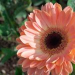 what plants grow best in sun in florida
