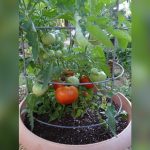 when is best time to plant tomatoes in florida