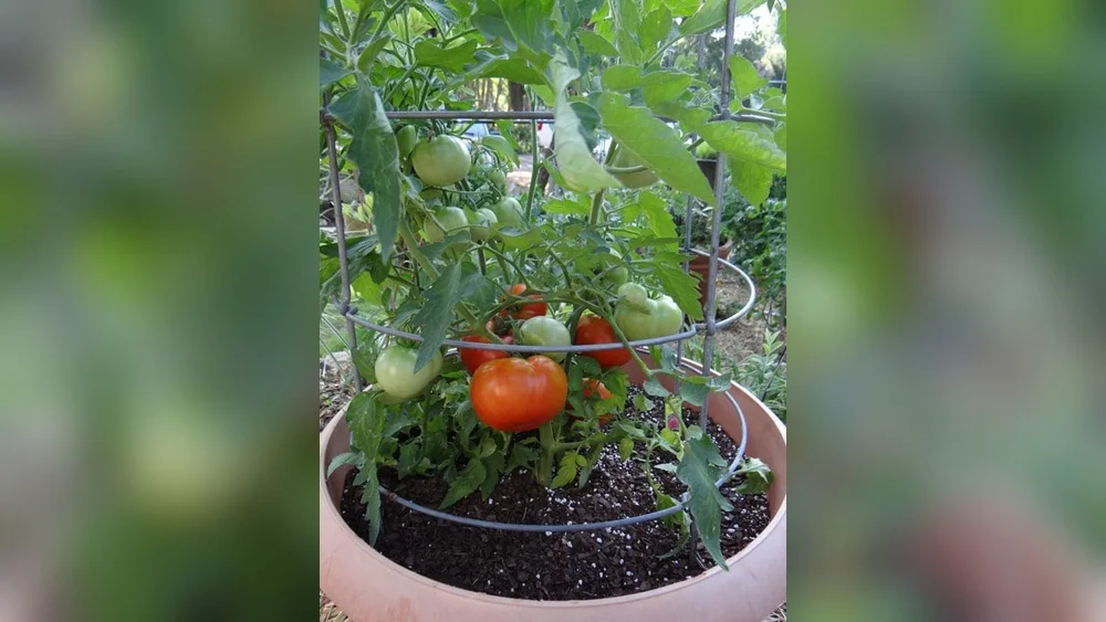 When is Best Time to Plant Tomatoes in Florida: Ultimate Guide 1 when is best time to plant tomatoes in florida