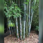 when is the best time to plant bamboo in florida
