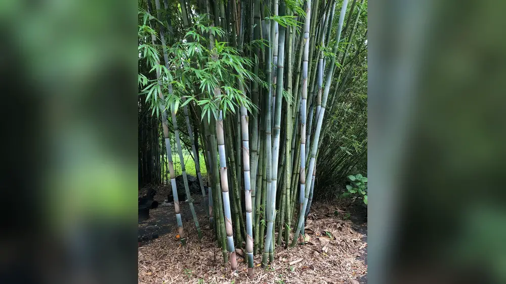 When is the Best Time to Plant Bamboo in Florida: Expert Tips Revealed 1 when is the best time to plant bamboo in florida