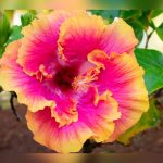 when is the best time to plant hibiscus in florida