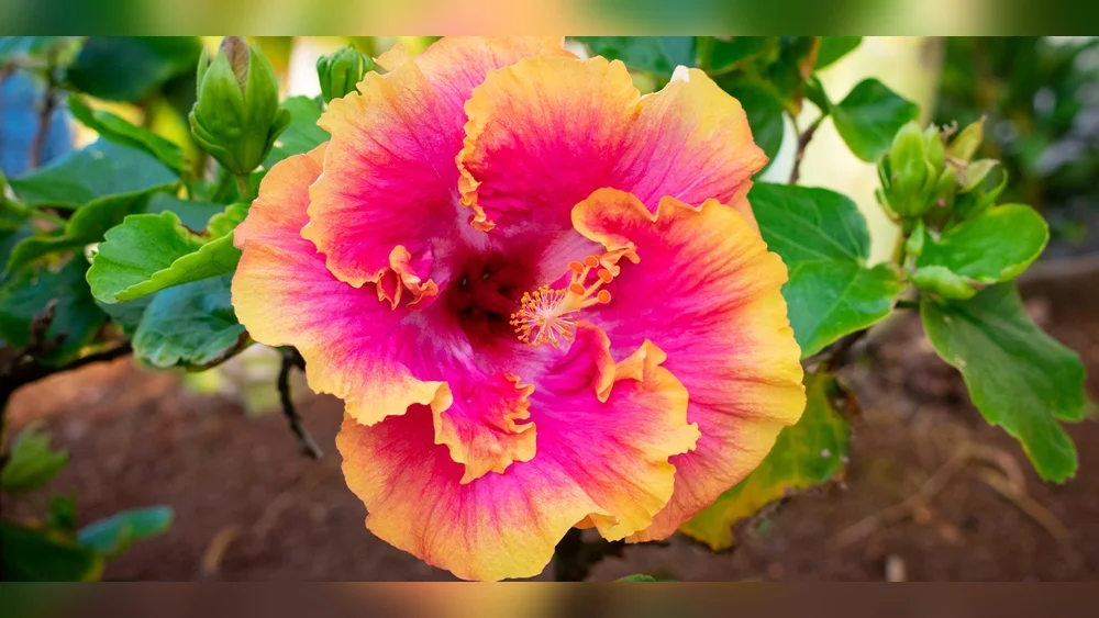 When is the Best Time to Plant Hibiscus in Florida: Expert Tips 1 when is the best time to plant hibiscus in florida