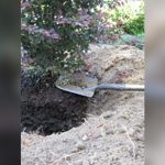 when is the best time to plant shrubs in florida