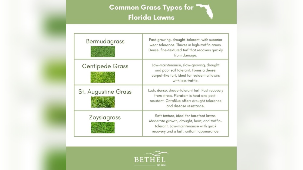 which is the best grass to plant in florida