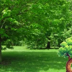 Best Fast Growing Shade Trees for Florida Landscapes