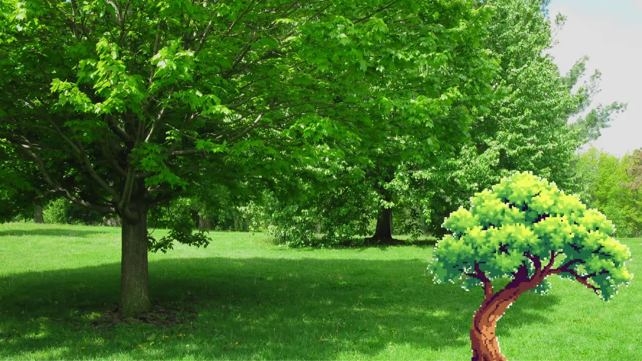 Best Fast Growing Shade Trees for Florida Landscapes 2 Best Fast Growing Shade Trees for Florida Landscapes