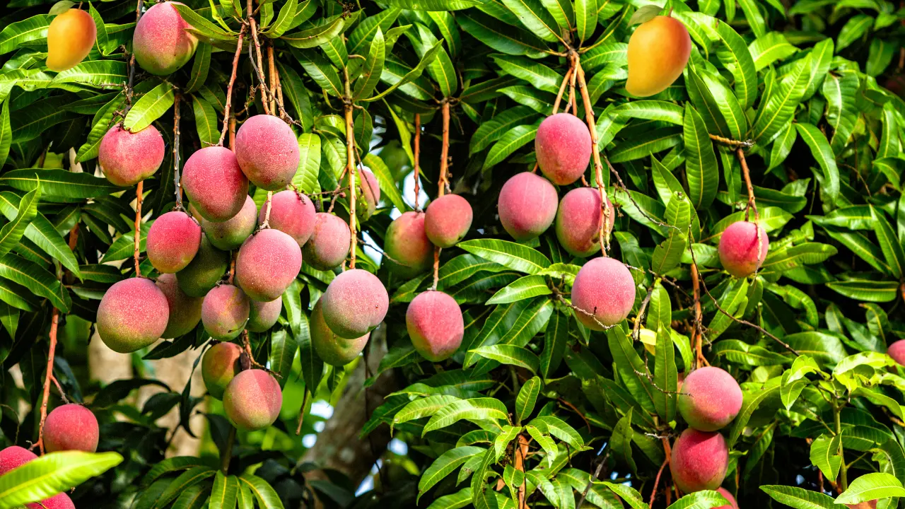 Best Mango Trees for Central Florida Gardens