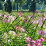 What Flowers Flourish in Florida's Sunshine