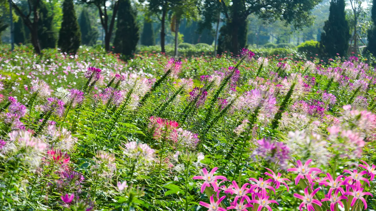 What Flowers Flourish in Florida's Sunshine? 2 What Flowers Flourish in Florida's Sunshine