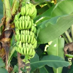 Best Banana Trees to Grow in Florida: Top Choices & Care